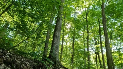 Static shot looking into a dense forest filled with mature trees in Stoney Видео 339070847