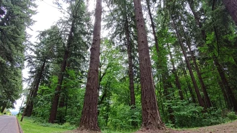Static shot of looking up at trees in a camping ground Stock Footage 311206031