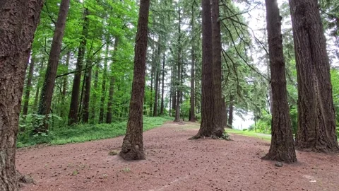 Static shot of looking up at trees in a camping ground Stock-Footage 311206042