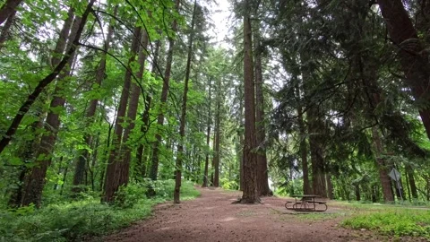 Static shot of looking up at trees in a camping ground Stock-Footage 311206055