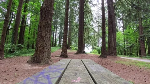 Static shot looking up at trees in camping ground Portland OR USA June 13 2025 Видео 311206071