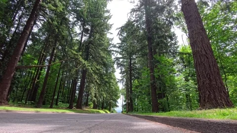 Static shot of looking up at trees in a camping ground Stock-Footage 311206090