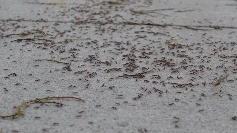 Static shot of a lot of ants marching and moving across concrete ground Video stock 244755201
