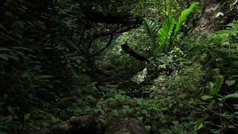 Static Shot of Lush Green Forest in Panama Stock Footage 321163531