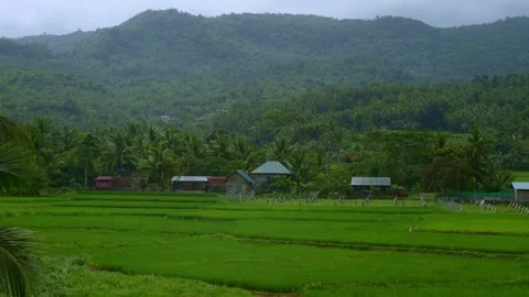 A static shot of lush green rice paddies with scattered rural houses at the Stock Footage 317311978