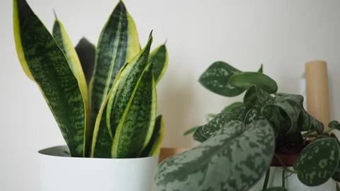 A static shot of a lush green snake plant and a silver pothos plant in whit.. Video stock 332193986