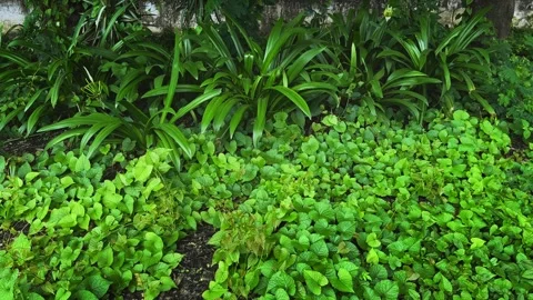 Static Shot of Lush Tropical Ground Foliage in a Garden Landscape Stock Footage 340974524