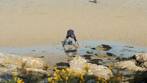 Static shot of Man craving the sand doind shell fishing peche a pied France Stock Footage 333777147