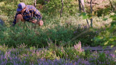 Static shot of man crouching and harvesting blueberries in Nordic forest Stock Footage 344815564