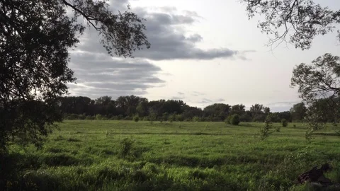 Static shot in the meadow. Stock Footage 113656457
