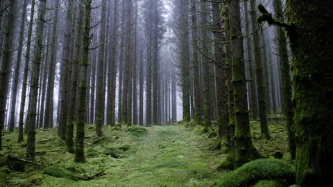 Static Shot of Misty Pine Forest with Moss Covered Ground Stock Footage 329937399