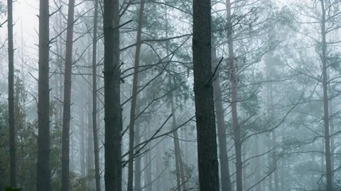 Static shot of misty pine forest with tree trunks in morning fog Stockbeeldmateriaal 330743664
