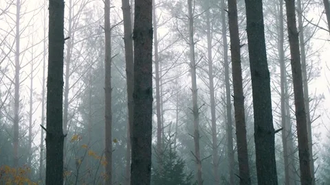 Static shot of misty pine forest with tree trunks in morning fog 库存影片 330743688
