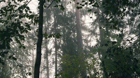 Static shot of misty pine forest with tree trunks in morning fog 库存影片 330743750