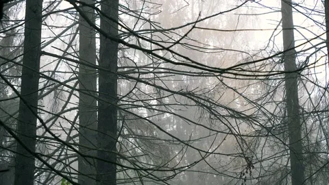 Static shot of misty pine forest with tree trunks in morning fog 스톡 동영상 330743770