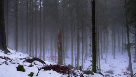 Static shot of misty snowy pine forest with fallen tree branch Stock Footage 329763808