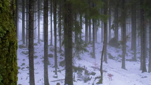 Static shot of misty snowy pine forest with vertical tree trunks Stock Footage 329763823