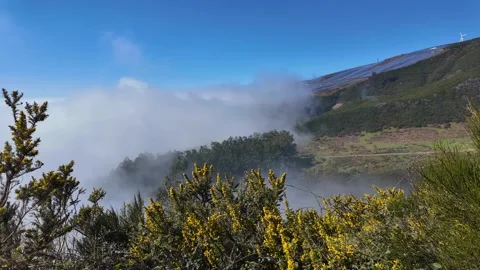 Static shot of misty valley with yellow gorse and clouds Paul da Serra Madeira Vidéo 334516772