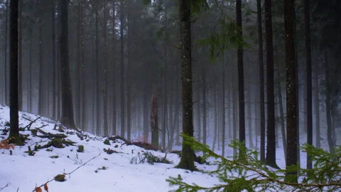 Static shot of misty winter forest with snow and pine trees Stock Footage 329763827