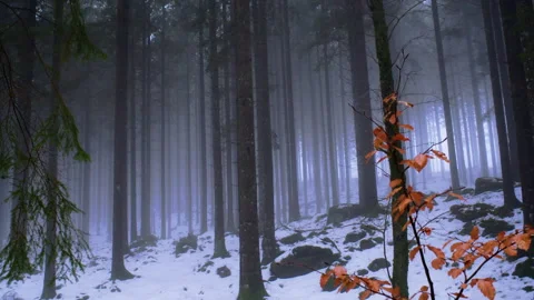 Static shot of misty winter pine forest with orange leaves in foreground Stock Footage 329763626