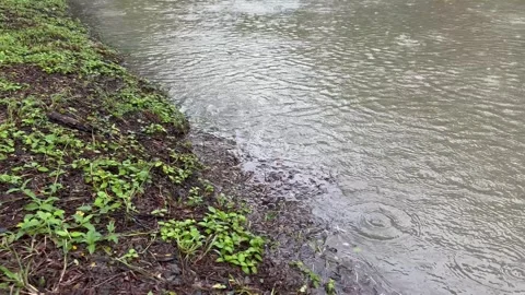 Static shot of moderate rainfall on a pond beside an aquatic plant-covered bank. Stock Footage 346472320
