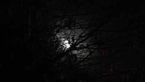 Static shot of the moon through autumn branches Video stock 92480257