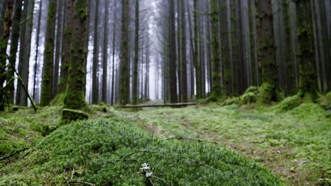 Static Shot of Moss Covered Forest Clearing with Tall Trees Stock Footage 329937167