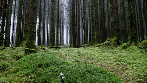 Static Shot of Moss Covered Forest Clearing with Tall Trees Stock Footage 329937301