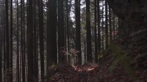 Static shot of a mountain biker riding Stock Footage 121040132