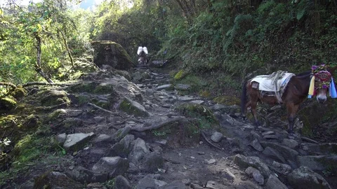 Static shot of a mule herd going downhill Stock Footage 114659648