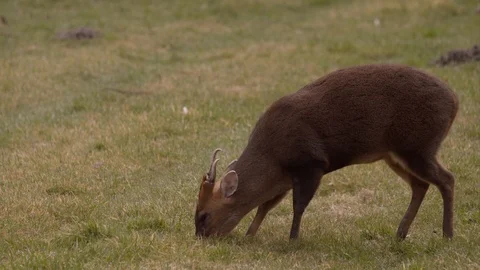 Static shot of a Muntjac deer grazing Stock Footage 93542658