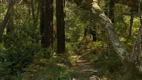 Static shot of narrow path in the middle of the forest in Sintra Stock Footage 112723218