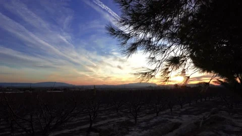 Static shot of nature, tree silhouette and sunset Stock Footage 151830444