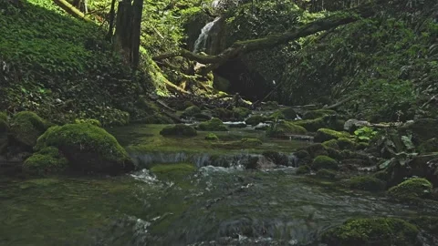 Static shot o mountain river flowing. Green moss on the rocks Stock Footage 186634064