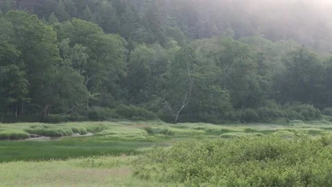 Static Shot, old growth river edge sunrise Stock Footage 339326868