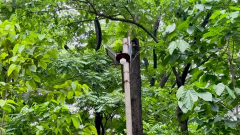 Static shot of an old utility pole with a light bulb surrounded by dense gr.. Video stock 337582827