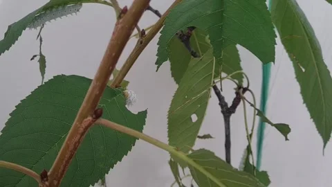 Static shot of one white caterpillar slowly eating a cherry tree leaf Stock Footage 250151089