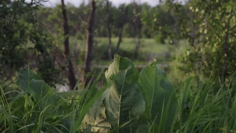 Static shot overlooking the grass. Stock Footage 113658157