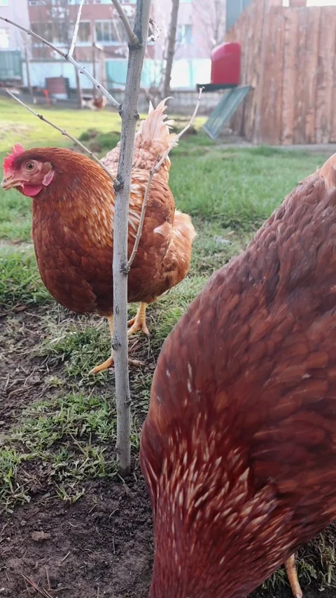 Static shot of a pair of brown chickens exploring a muddy backyard garden patch Vídeos de archivo 335938837