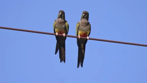 Static shot of a pair of Burrowing Parrots sitting perched on a rusted Stock Footage 239304823