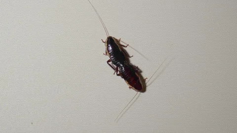 Static shot of pair of mating cockroaches Stock Footage 123330509