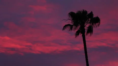 Static shot of a palm tree silhouetted by colorful pink sunset clouds Stock Footage 56205950