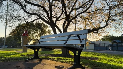 Static Shot of a Park Bench Under a Large Tree During Golden Hour Stock Footage 339166899