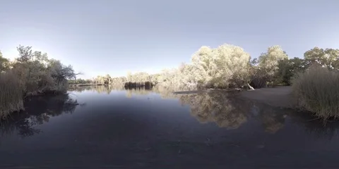 Static shot of a park with the ducks and geese Stock Footage 81587689