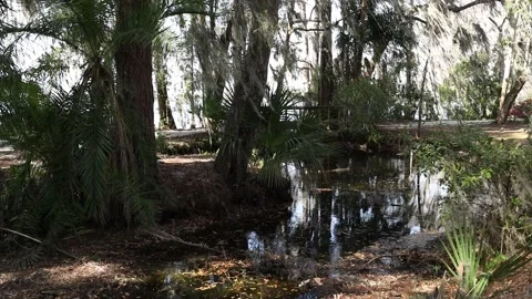 Static shot at park Video stock 238039544