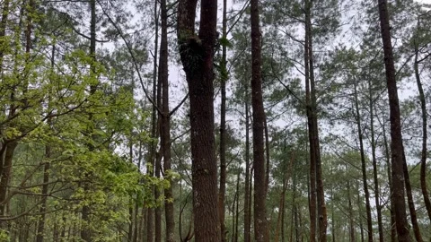 Static Shot of Peaceful Pine Trees and Gentle Forest Foliage in Natural Light Stock Footage 307878544