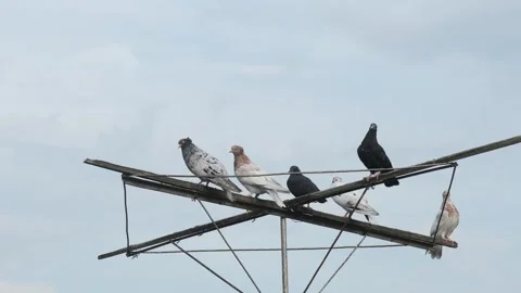 Static shot of a pigeon flock perched on a high frame, showcasing a popular Stock-Footage 336678403