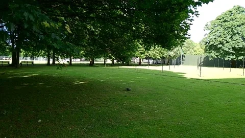 Static shot of pigeon on grass in a park Video stock 200212966