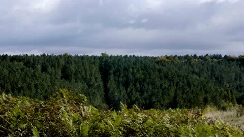 Static shot of a pine forest Stock Footage 140883912