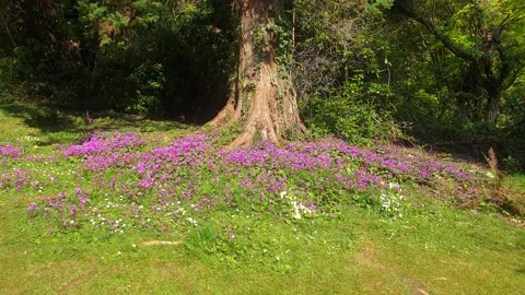 A static shot of pink flowers under a tree. 库存影片 153539476